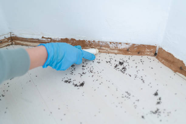 Best Affordable Pest Control Services  in Lewisburg, KY